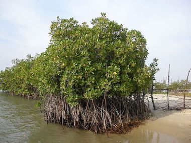 Planta de manglares que ha sido parcialmente cubierta por el agua.