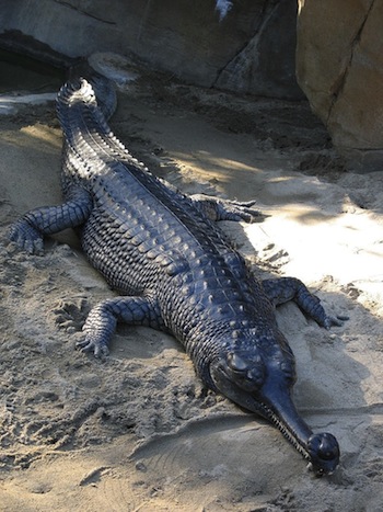 Gavial