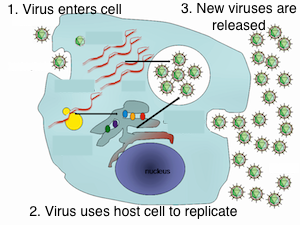 Replica viral