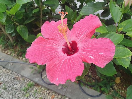 Ejemplo de género y especie para una flor.