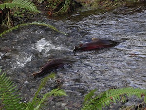 Salmón coho
