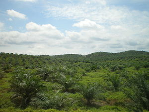 plantacion de aceite de palma