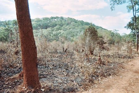 Una fotografía de un campo seco con escasa vegetación y bosques verdes a lo lejos.