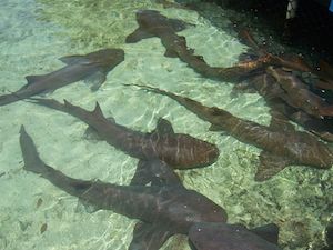 tiburones nodriza