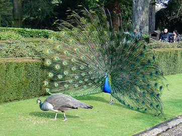 pavo real