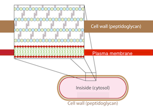 estructura de la pared celular