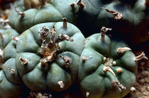 Cactus peyote