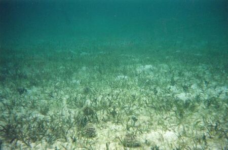 Una fotografía de verdes praderas marinas ocupando el fondo del mar.