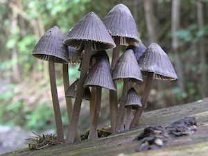 hongos