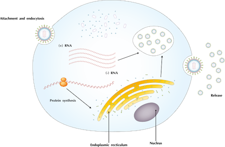 Ciclo de replicación viral