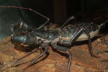 escorpión látigo