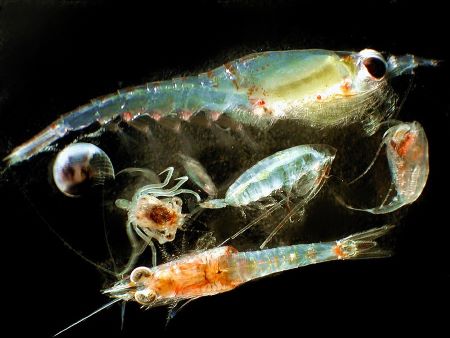Diferentes zooplancton microscópicos