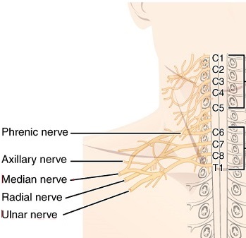nervios radiales