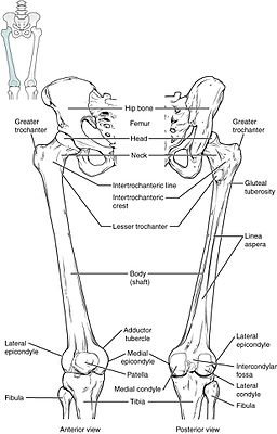 Anatomía del fémur humano