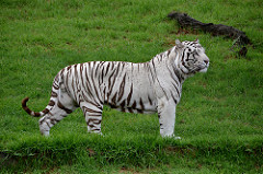 Tigre blanco con rayas marrones