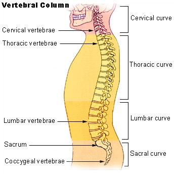 la columna vertebral