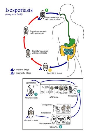 El ciclo de vida de C. belli