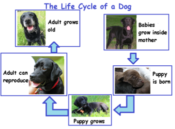 Ciclo de vida del perro