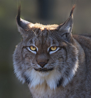 Lince con mejillas largas