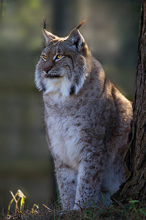 Lince con borlas de piel en las orejas