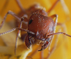 Cabeza de hormiga