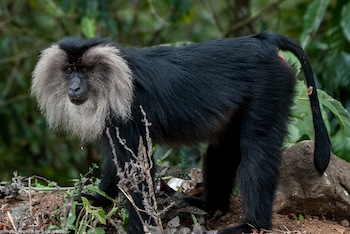 Macaco cola de león