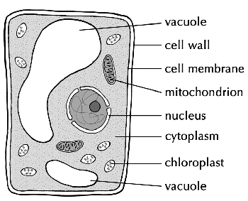 Diagrama de una célula vegetal que muestra el núcleo.