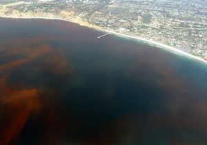 marea roja