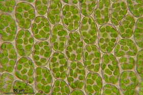 cloroplastos