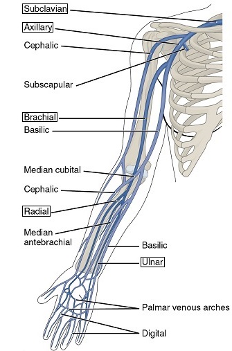 venas del brazo