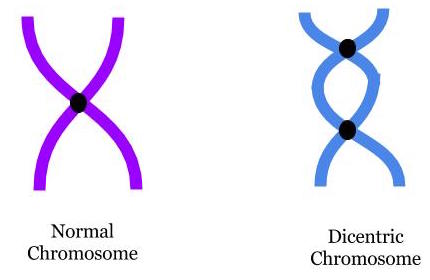 Cromosoma normal vs dicéntrico