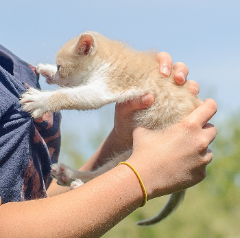 gatito pegajoso