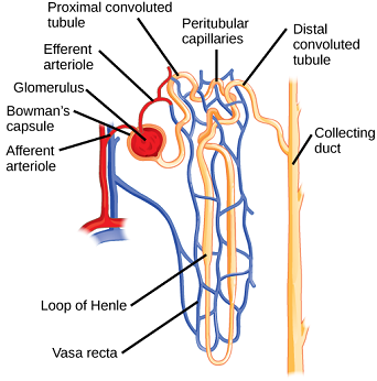 nefrona