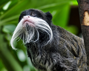 bigote de tití emperador