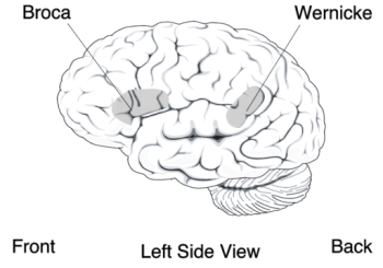 Áreas de Broca y Wernicke