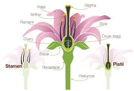 flor