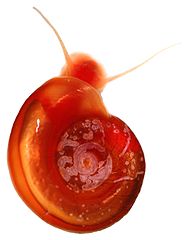 Los caracoles que se encuentran en fuentes de agua dulce albergan el parásito Schistosoma.