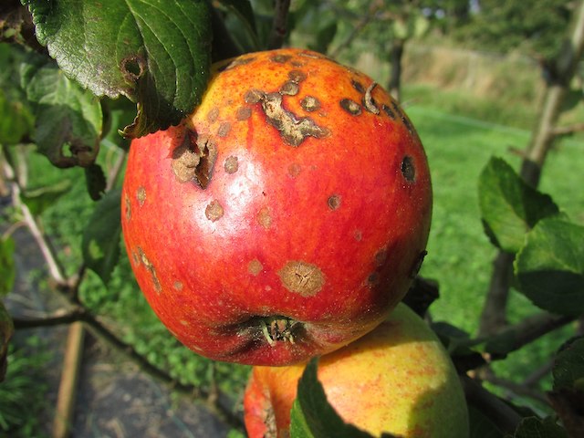 Enfermedad fúngica en una manzana
