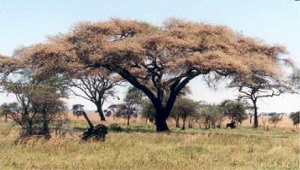 Imagen de árboles de acacia.