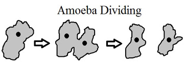 Amoeba dividiendo