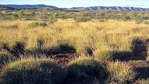 Foto de la sabana australiana.