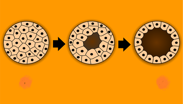 Un diagrama de formación de blasctocistos.
