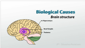 Diagrama de estructura cerebral