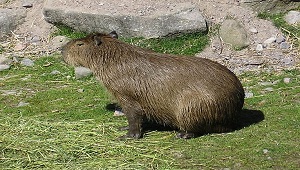 Una imagen de un capibara.