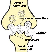 Neurotransmisión