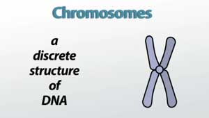 Definición de cromosomas