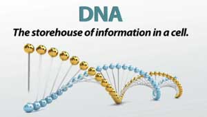 Definición de ADN