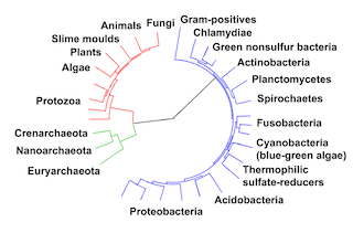 Árbol de la vida simplificado: dominios basados ​​en análisis de ADN.