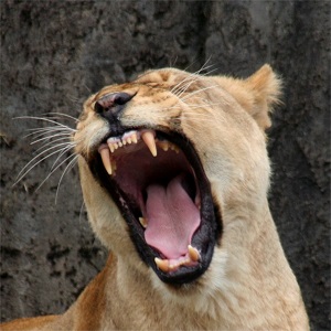 León