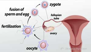 Ilustración de fertilización
